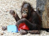MLÁDĚ ORANGUTANA. Opička Tessa Indah ze Dvora vyhrála soutěž o nejhezčí orangutaní mládě.