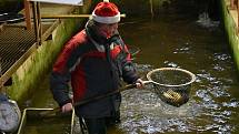Trutnovští rybáři zahájili vánoční prodej ryb v líhni v Petříkovicích.