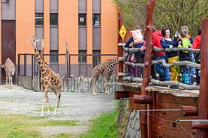 Safari Park Dvůr Králové je nejvyhledávanějším turistickým cílem Královéhradeckého kraje, loni ho navštívilo 450 722 lidí.