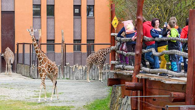 Safari Park Dvůr Králové je nejvyhledávanějším turistickým cílem Královéhradeckého kraje, loni ho navštívilo 450 722 lidí.