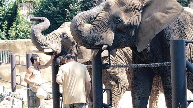SLONI DOSTÁVAJÍ ODMĚNU. Ošetřovatelé Josef Brokeš a Radoslav Jaroš odměňují slony po úspěšném cvičení.