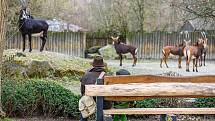 Do Safari Parku Dvůr Králové přišly první den po otevření zoologických zahrad čtyři stovky návštěvníků.