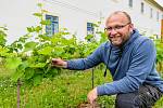 Petr Šmíd, velitel jednotky dobrovolných hasičů v Hostinném, založil vinohrad v zahradě Františkánského kláštera v Hostinném.