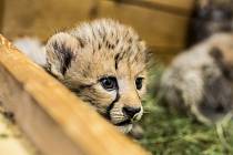 Čerstvě narozená gepardí paterčata v královédvorské ZOO