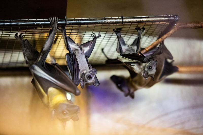 Mláďata netopýrů Kaloňů