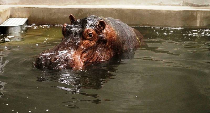 Samec Mike přijel v úterý do Zoo Dvůr Králové, aby tu doplnil dvě stávající samice Hulu a Monu. Přijel z německého Stuttgartu i s ošetřovatelem, který mu v prvních dnech v krytém zimovišti vypomůže s aklimatizací. 