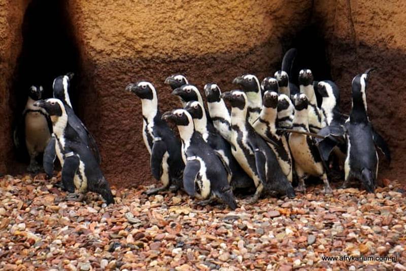 Tučňák brýlový v ZOO Wroclaw.