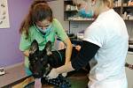 V ordinaci veterinární kliniky v Trutnově platí během vyšetření a zákroků přísná hygienická pravidla.