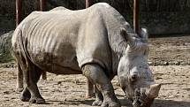 Jaro v královédvorské zoo - nosorožec bílý