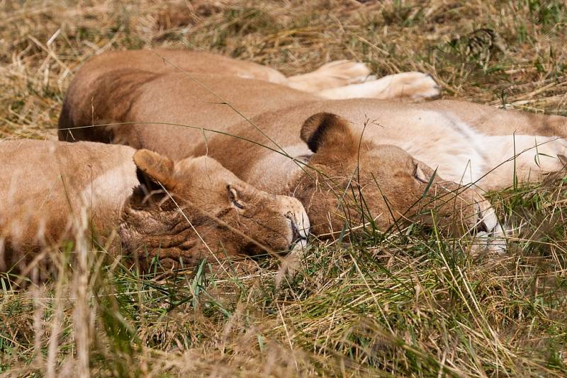 Zoo ve Dvoře Králové - safari.