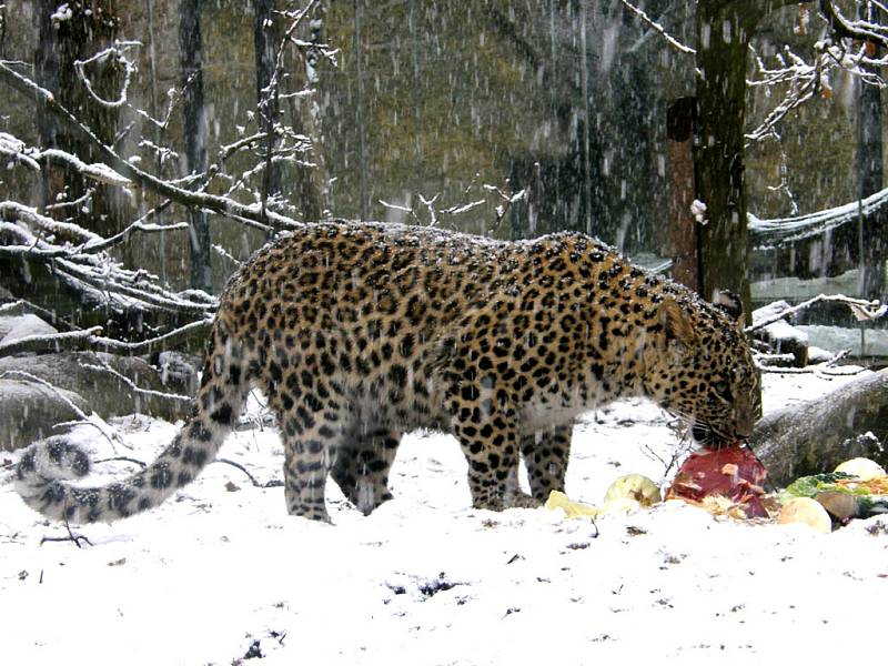 Levhartí dvojčata oslavila první narozeniny