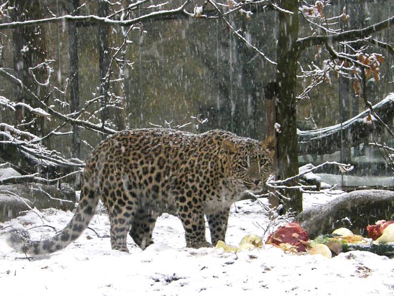 Levhartí dvojčata oslavila první narozeniny