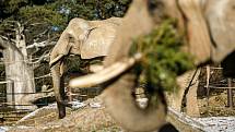 Trojice slonů afrických Safari Parku Dvůr Králové si pochutnala v úterý na vánočních stromcích.