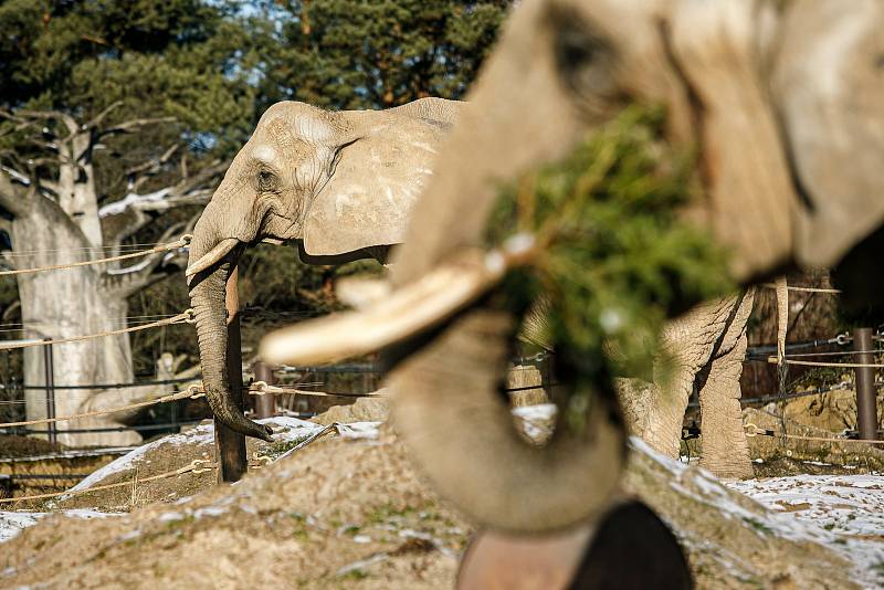 Trojice slonů afrických Safari Parku Dvůr Králové si pochutnala v úterý na vánočních stromcích.