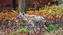 Zvířata v zoo nemají zábavu v podobě návštěvníků. Pro zpestření proto dostaly některé šelmy jídlo stejně jako teď vydávají restaurace: do krabičky s sebou.