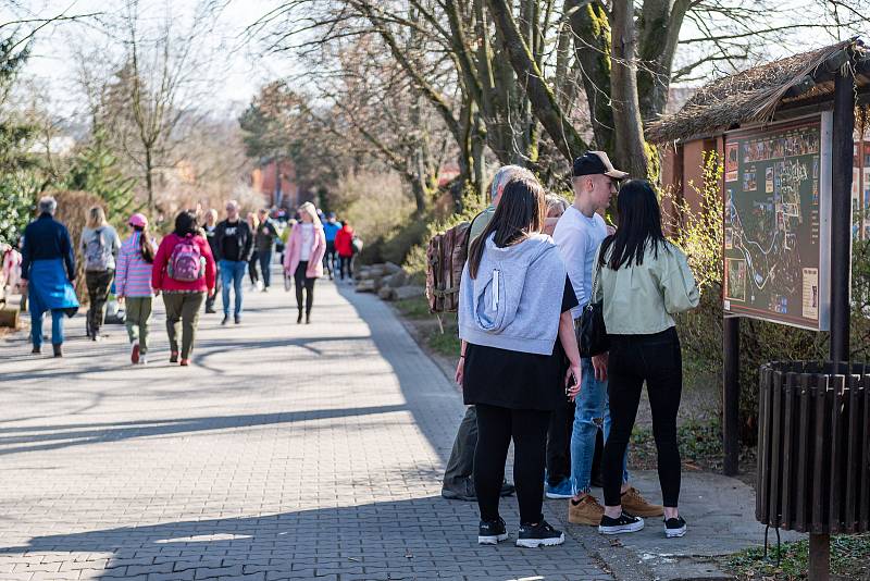 V sobotu 26. března navštívilo Safari Park Dvůr Králové 3814 lidí.