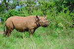První nosorožci ze Dvora Králové byli ve Rwandě vypuštěni do volné přírody.