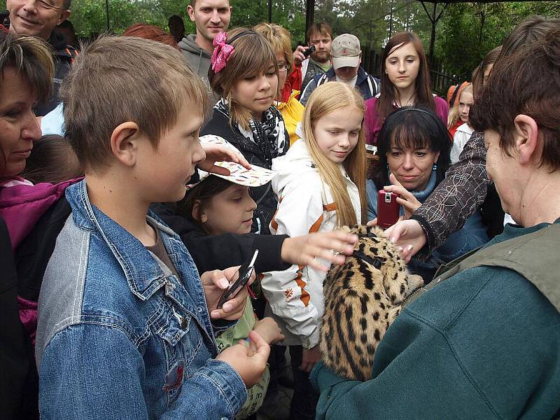 křtiny servala v královédvorské zoo, kmotrem byl Vlasta Horváth