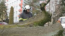 Nápor větru nevydržela u vrchlabského gymnázia mohutná lípa a na chvíli uzavřela frekventovanou komunikaci na Liščí kopec.