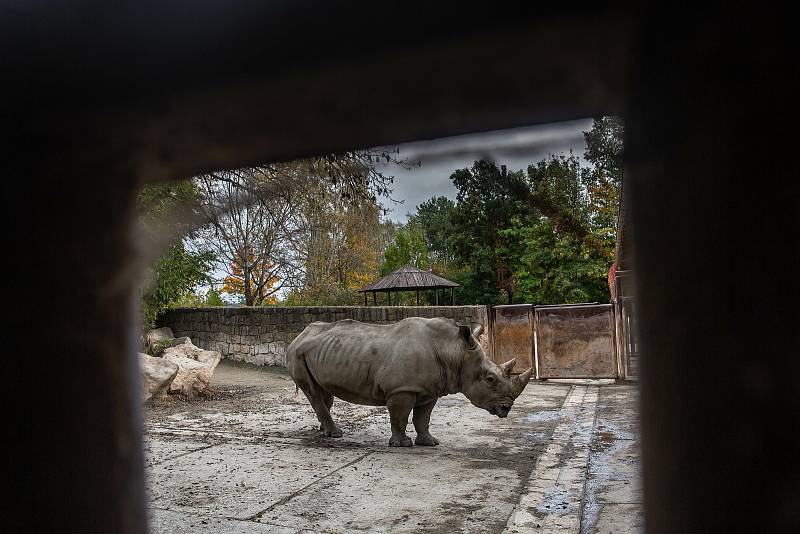 Safari Park Dvůr Králové získal z Německa na posílení chovu nosorožců bílých jižních osmadvacetiletého samce jménem Kusini.