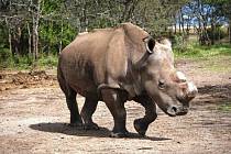 Bílý nosorožec Suni uhynul