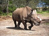 Bílý nosorožec Suni uhynul