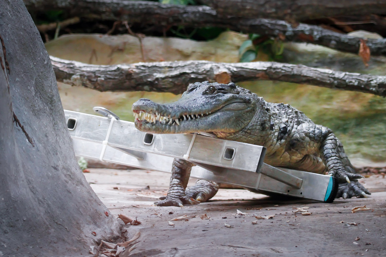 Lidé můžou poprvé v historii vidět zpívajícího krokodýla, musel mít zakryté  oči - Krkonošský deník