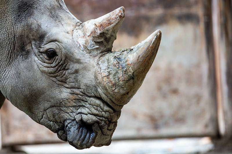 Safari Park Dvůr Králové získal z Německa na posílení chovu nosorožců bílých jižních osmadvacetiletého samce jménem Kusini.