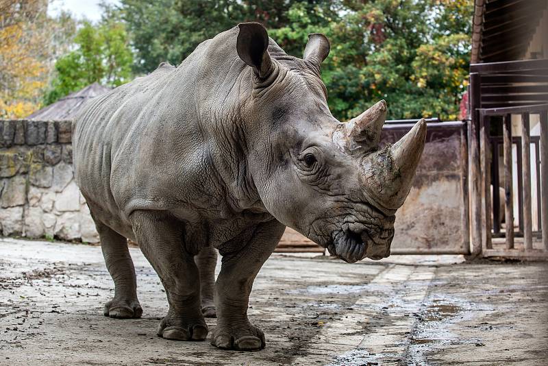 Safari Park Dvůr Králové získal z Německa na posílení chovu nosorožců bílých jižních osmadvacetiletého samce jménem Kusini.