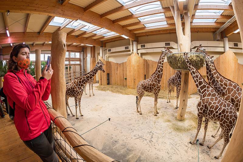 Safari Park Dvůr Králové otevřel brány návštěvníkům 3. prosince. Lidé tam přijeli během víkendu na výlet.