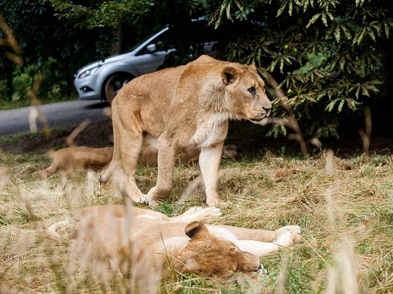 Zoo ve Dvoře Králové - safari.