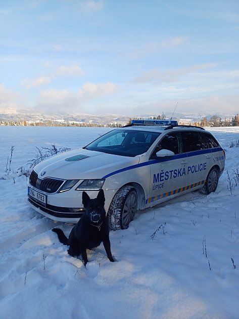 Služební fena Městské policie Úpice Reggi se svým psovodem zachránila ztracenou roční fenu briarda.
