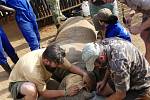 Nosorožce museli ošetřovatelé uspat, aby jim mohli do rohů umístit vysílačky. Díky nim budou neustále pod kontrolou.