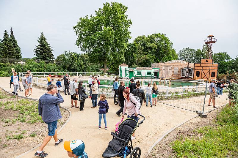 V Safari Parku Dvůr Králové už návštěvníci mohou vidět tučňáky brýlové. Nová expozice za 43 milionů korun je největší v Česku a na Slovensku