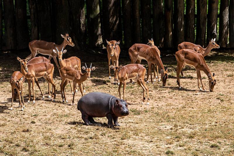 Až do konce hlavní sezony můžete během procházky v pěším safari vidět venku dvě dospělé samice Hulu a Monu, samce Mika a půlroční mládě.