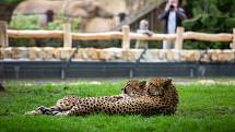 Safaripark Dvůr Králové nad Labem, Novinky v zoo. Zoo v sezoně láká hlavně na nový výběh pro gepardy a nové pavilony.