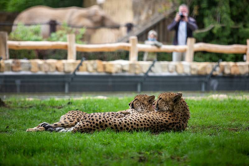 Safaripark Dvůr Králové nad Labem, Novinky v zoo. Zoo v sezoně láká hlavně na nový výběh pro gepardy a nové pavilony.