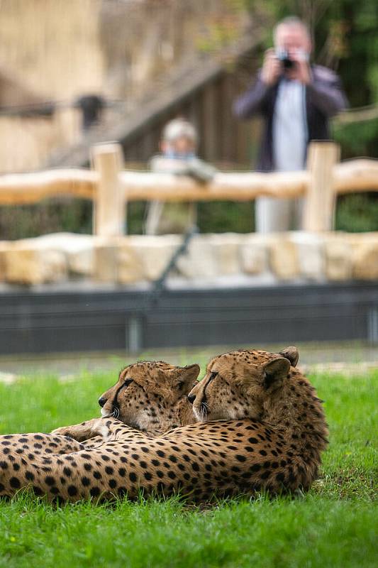 Safari Park Dvůr Králové loni zaznamenal rekordní návštěvnost za posledních deset let a obhájil pozici nejvyhledávanějšího turistického cíle kraje. Novinkou sezony jsou otevřené výběhy gepardů, ve kterých můžou lidé pozorovat bratry Thomase a Toulouse.