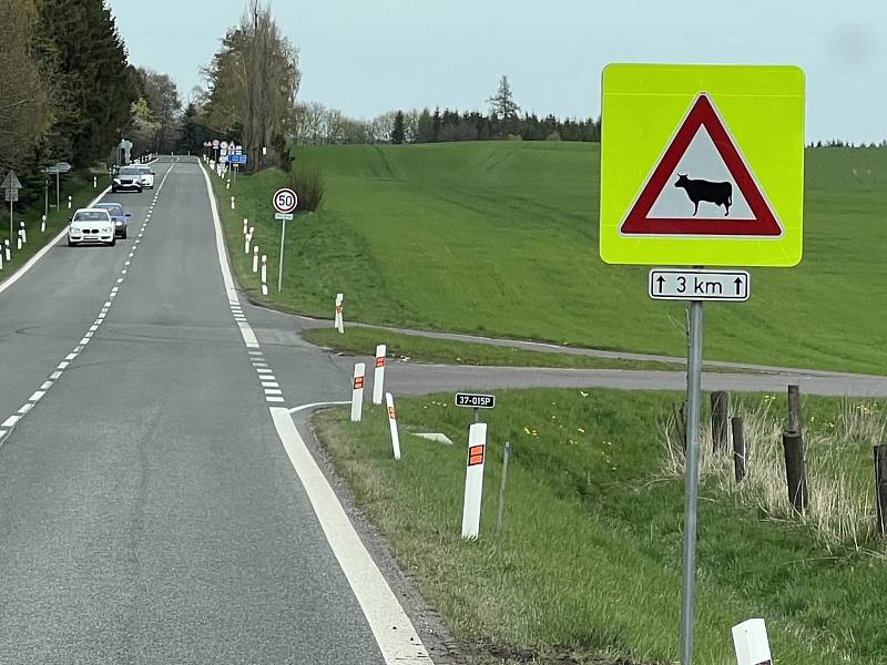 Nové dopravní značení u Výšinky varuje řidiče před výskytem krav.