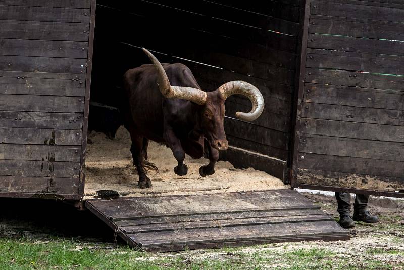 Safari Park Dvůr Králové 2018