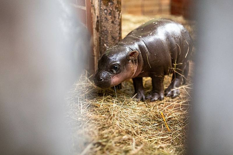 V zázemí zavřeného Safari Parku Dvůr Králové přišlo na svět mládě ohroženého hrošíka liberijského. Jde o samce, o kterého matka bez problémů pečuje. Návštěvníkům se ukáže na jaře.