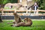 Safaripark Dvůr Králové nad Labem? Zoo v sezoně láká hlavně na nový výběh pro gepardy a nové pavilony.