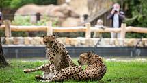 Safaripark Dvůr Králové nad Labem? Zoo v sezoně láká hlavně na nový výběh pro gepardy a nové pavilony.