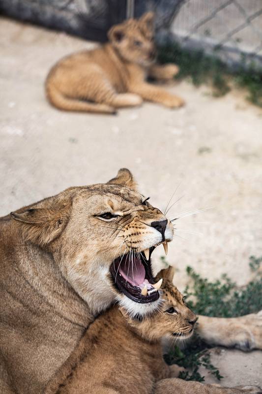 Ve výběhu lvů ve dvorském safari parku začalo být velmi rušno. Před několika dny se tam poprvé vydala dvě osmitýdenní koťata lvů berberských. Ta se v safari parku narodila po třicetileté přestávce.