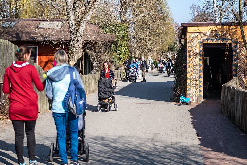 V sobotu 26. března navštívilo Safari Park Dvůr Králové 3814 lidí.