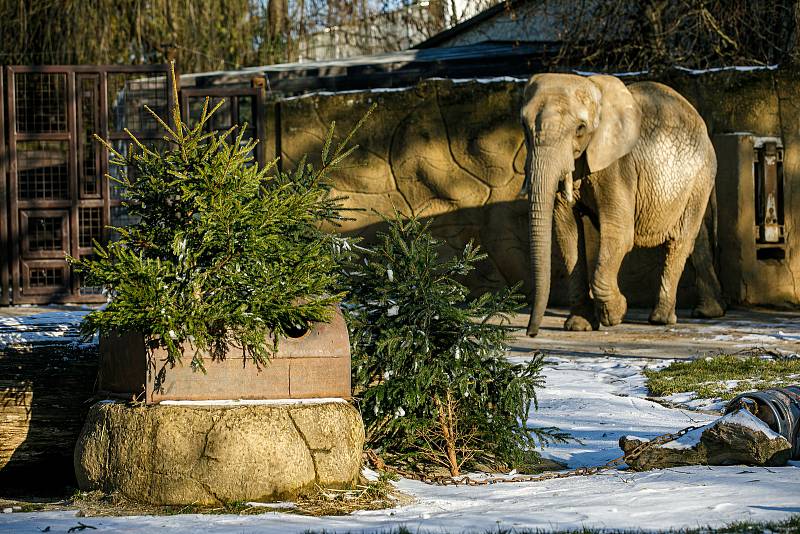 Trojice slonů afrických Safari Parku Dvůr Králové si pochutnala v úterý na vánočních stromcích.