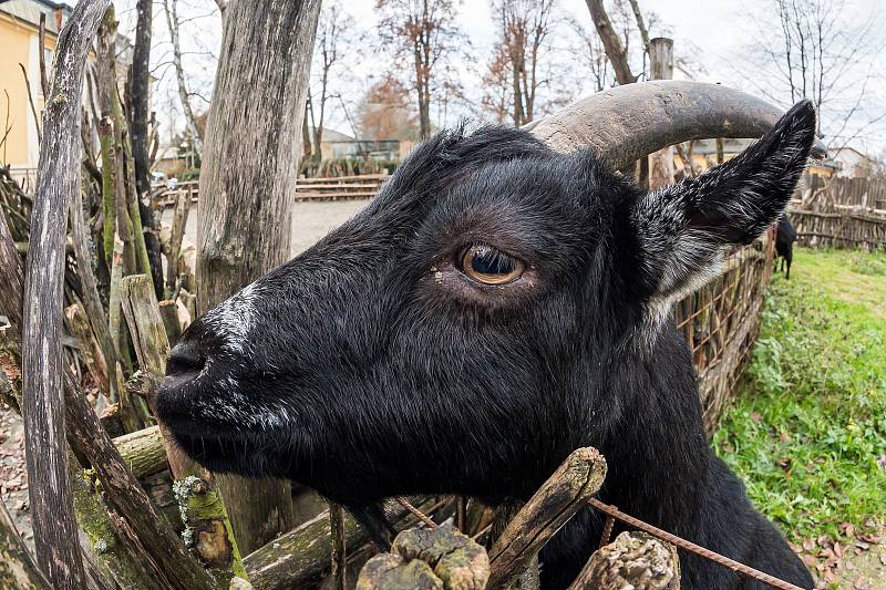 Safari Park Dvůr Králové otevřel brány návštěvníkům 3. prosince. Lidé tam přijeli během víkendu na výlet.