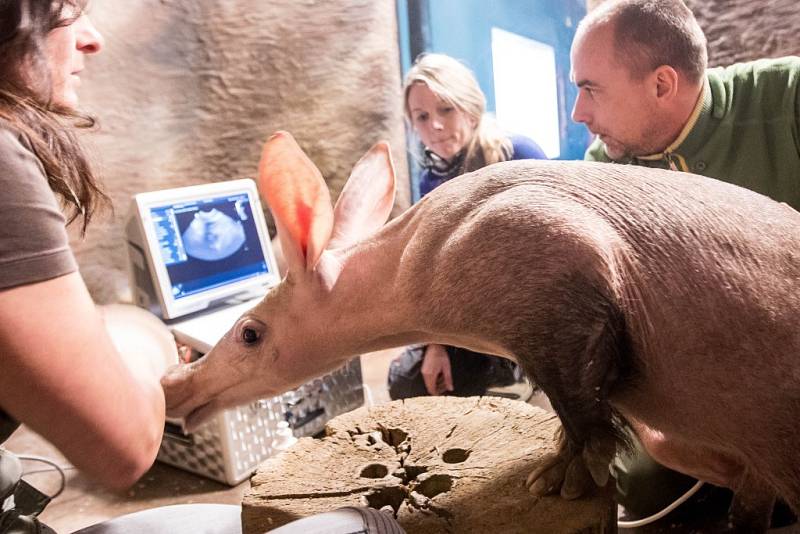 Skyla je v naději. A s ní i královédvorská ZOO