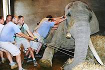 SETKÁNÍ ZOONADŠENCŮ nabídne burzu pohlednic a zajímavých snímků ze zoo, třeba operace sloního samce.