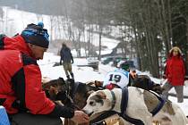 Odměna pro vítěznou posádku. Jiří Vondrák krmí svoje psy poté, co vyhráli třídenní krkonošskou Ledovou jízdu.